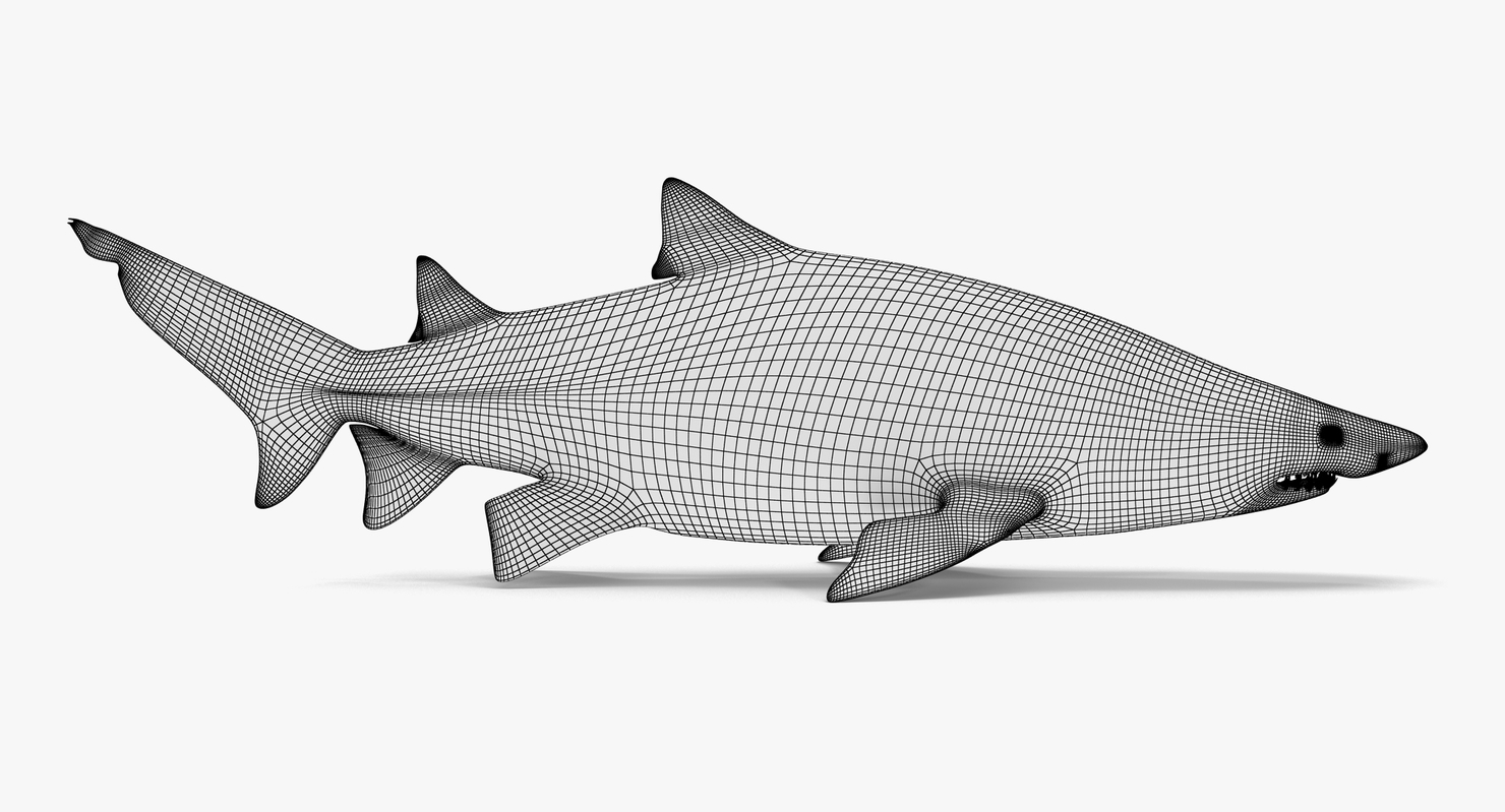 3d max sand tiger shark