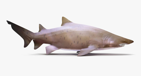 sand tiger shark toy