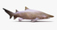 3d max sand tiger shark