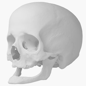3d real human skull scan model