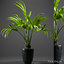 palm plants 3d model
