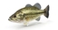 fish 3d model
