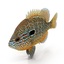 fish 3d model