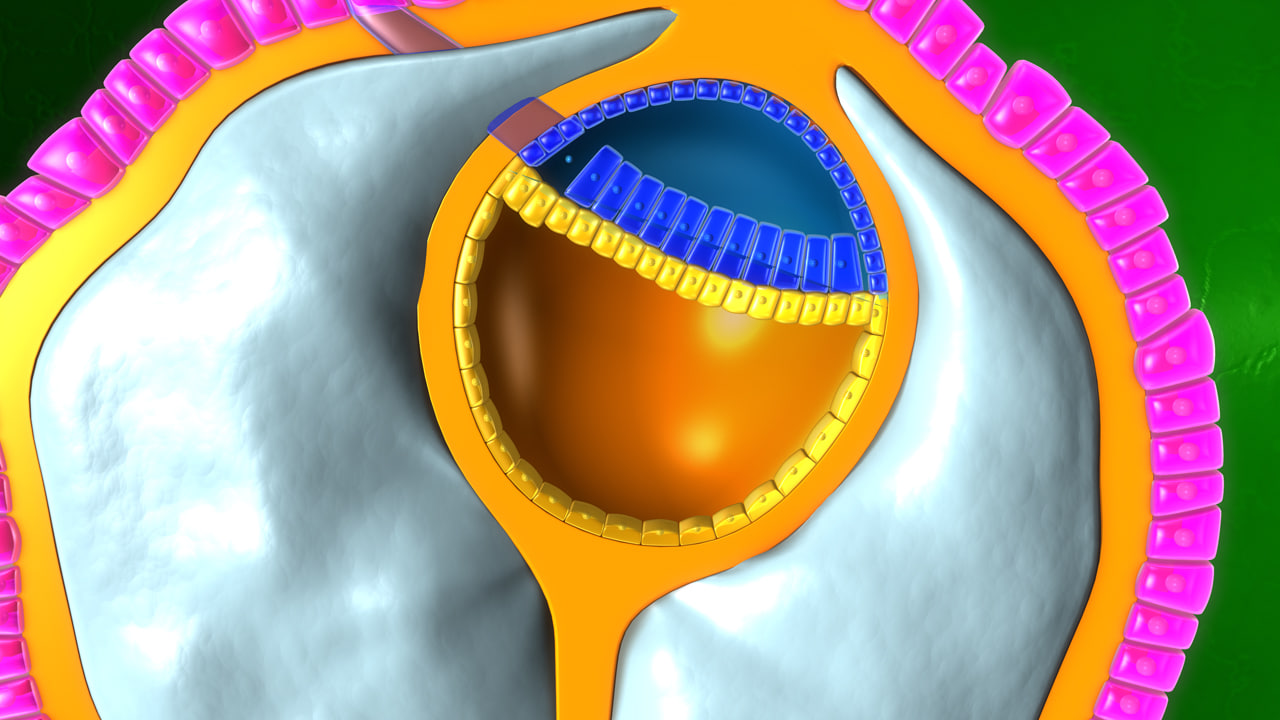 primary-germ-layer-obj