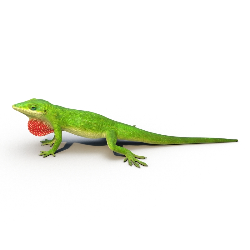 carolina anole lizard max