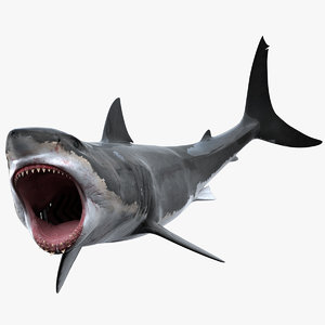 3d model shark rigged white