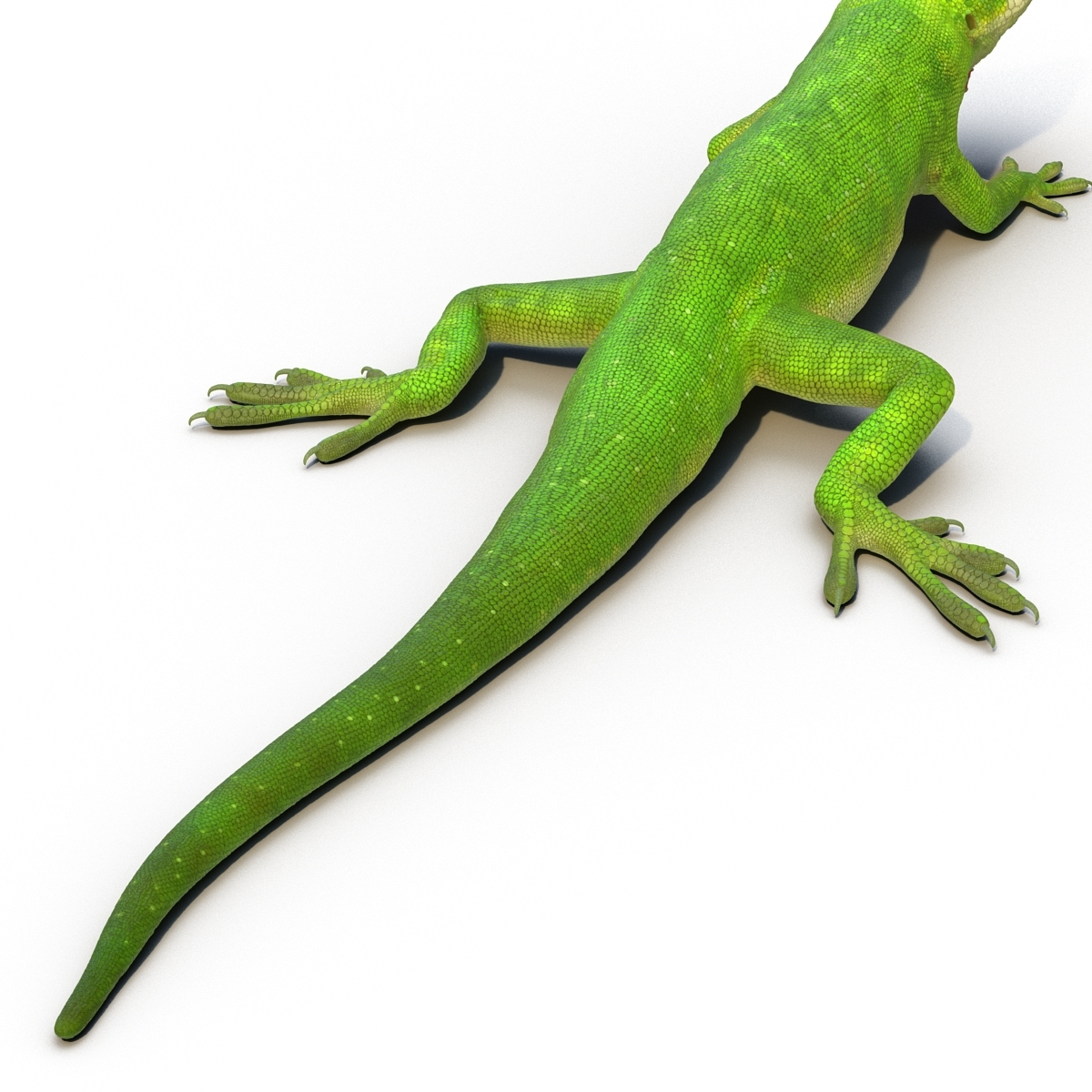 3d model of carolina anole lizard pose