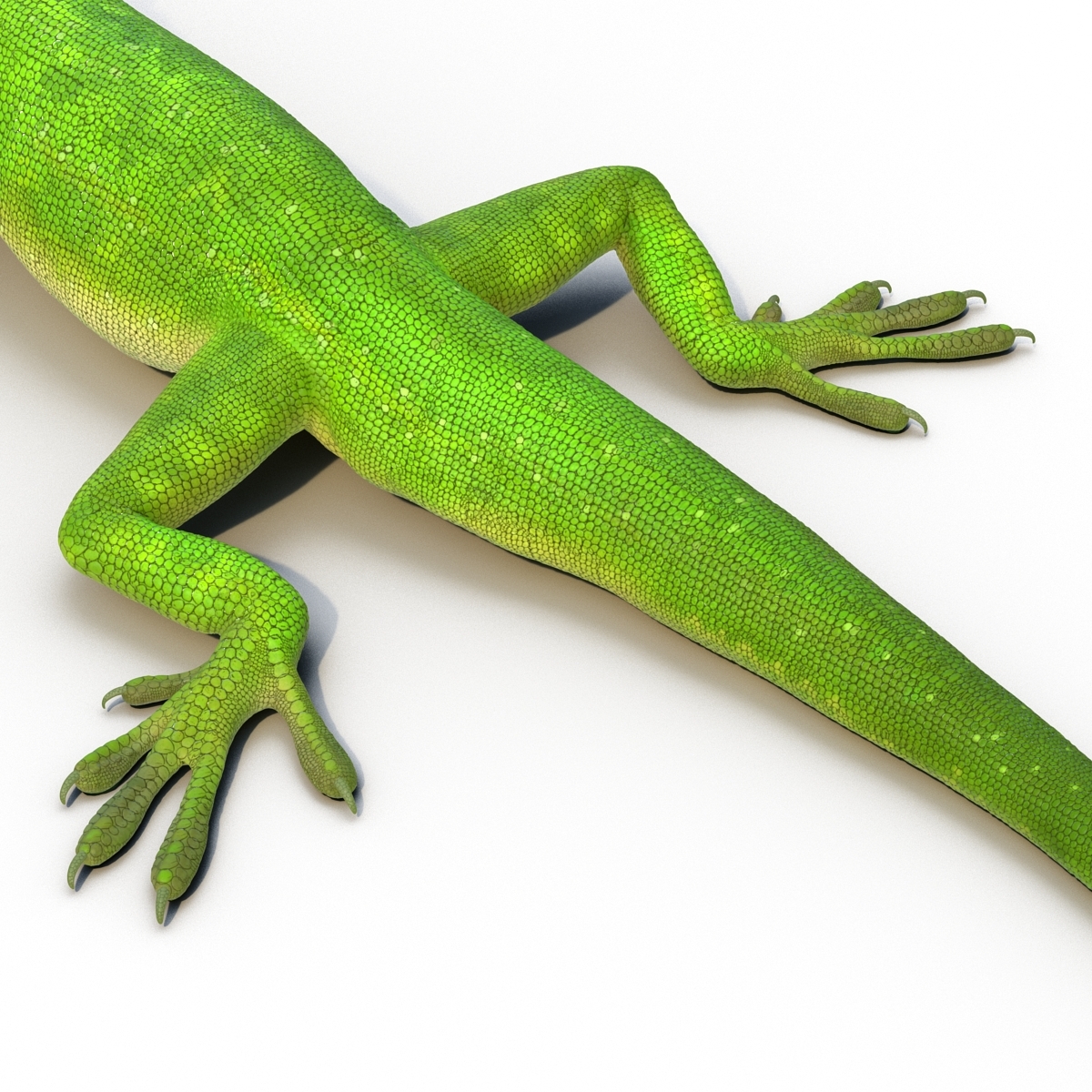 3d model of carolina anole lizard pose