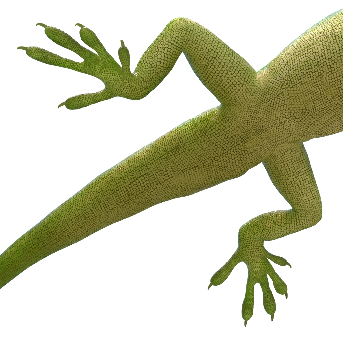 3d model of carolina anole lizard pose