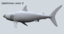 3d model shark rigged white