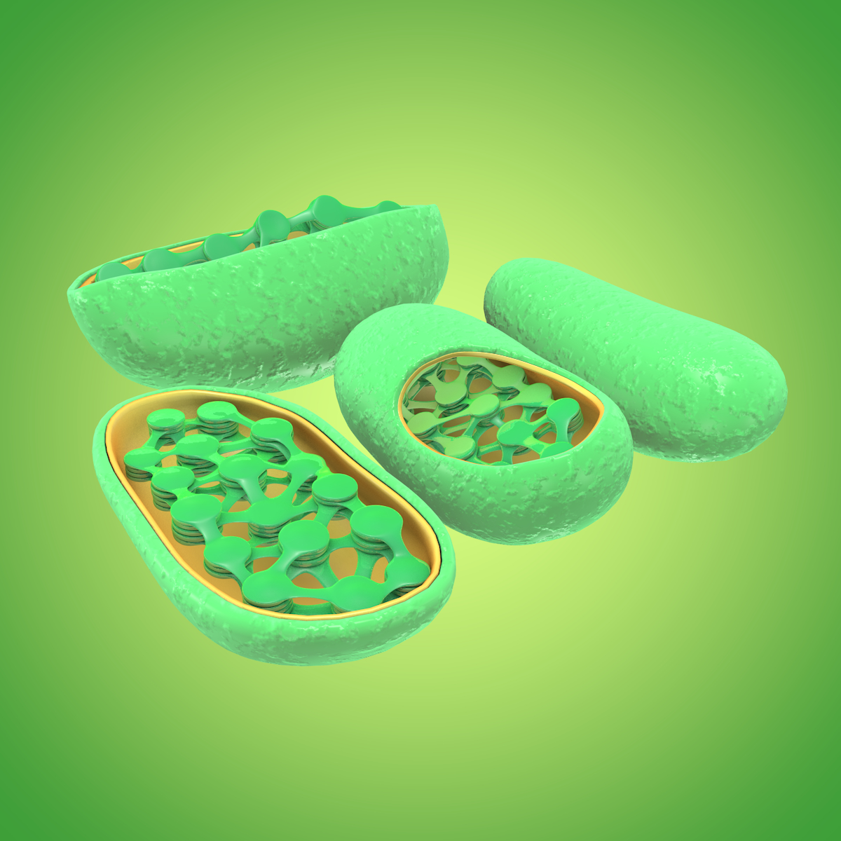 chloroplast 3d obj