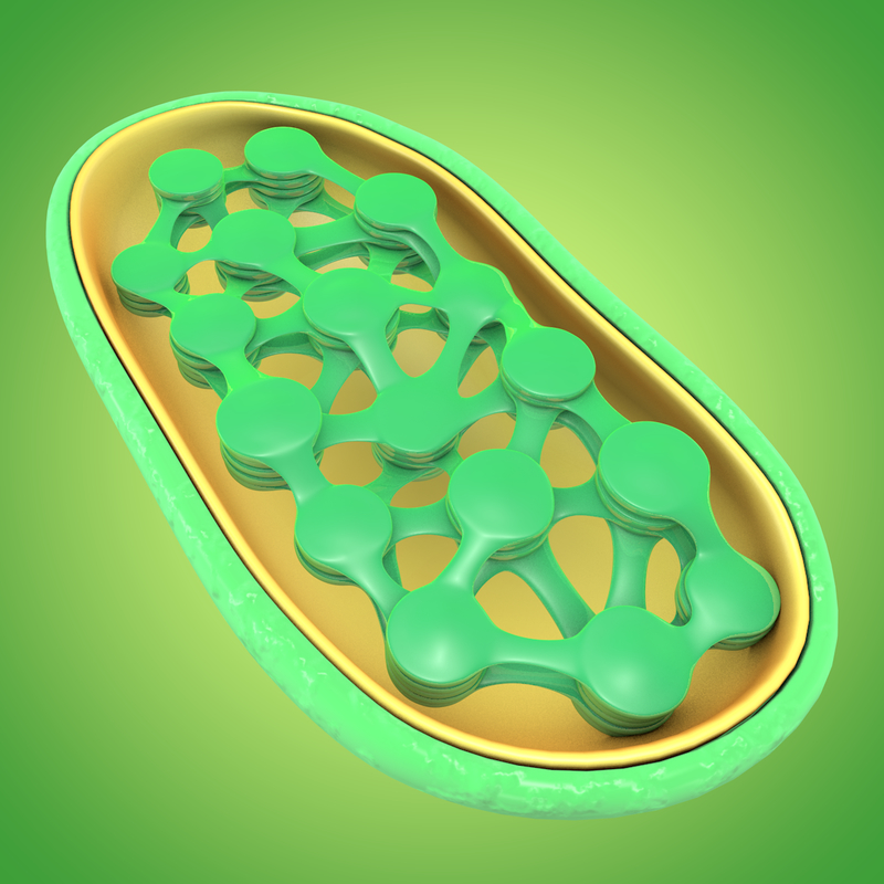 chloroplast 3d obj