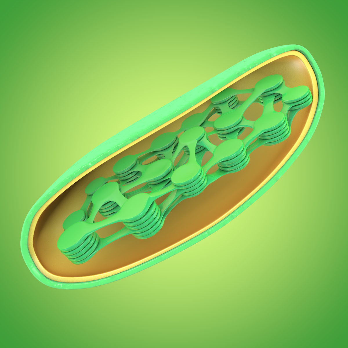 chloroplast 3d obj