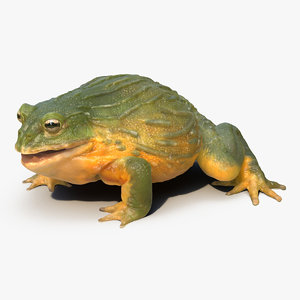 african bullfrog pose 3 3d model