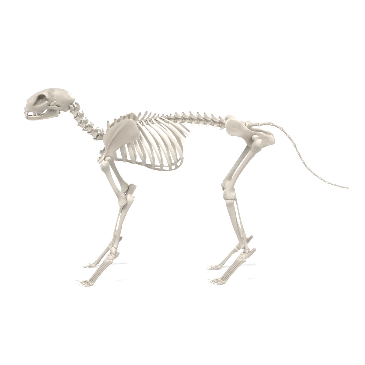 cat skeleton 3d 3ds