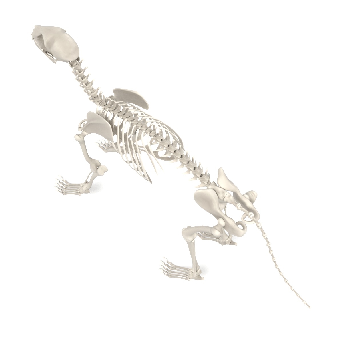 Cat Skeleton 3d 3ds