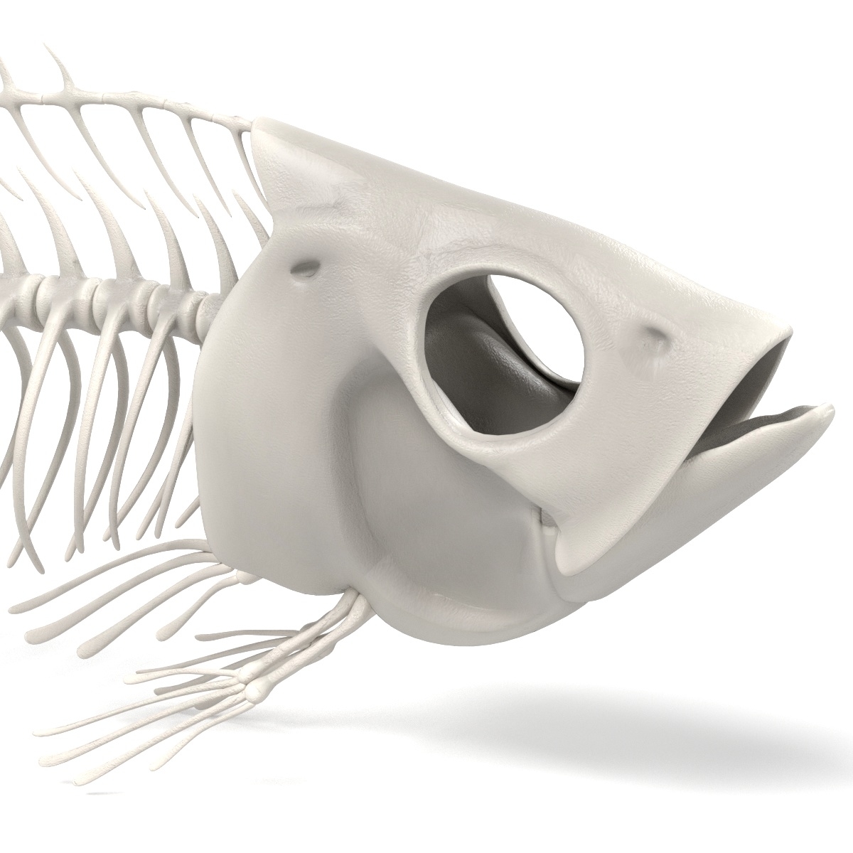 fish skeleton 3d obj