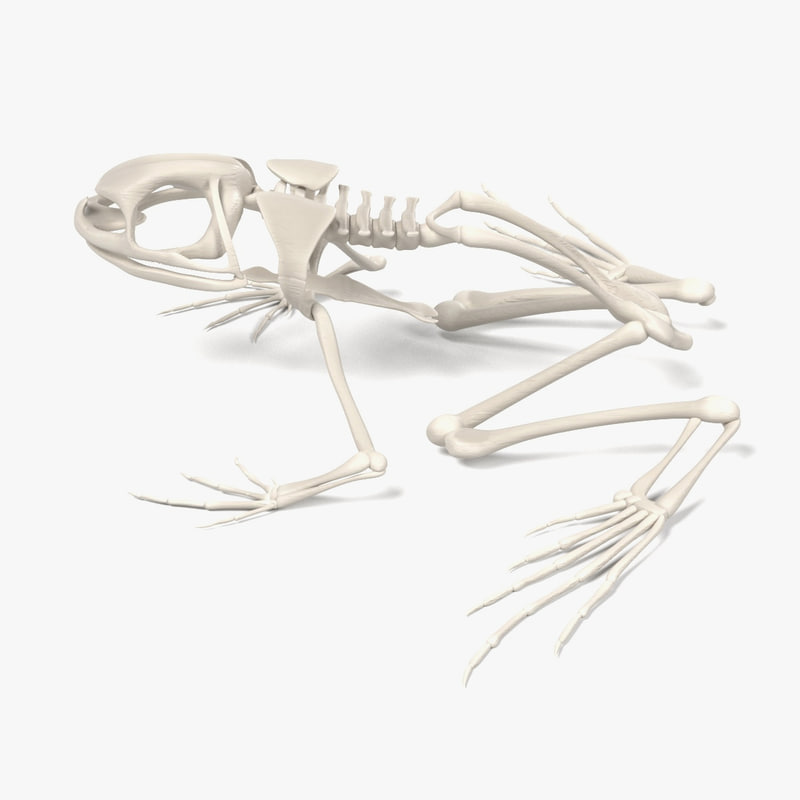 toad skeleton 3d model