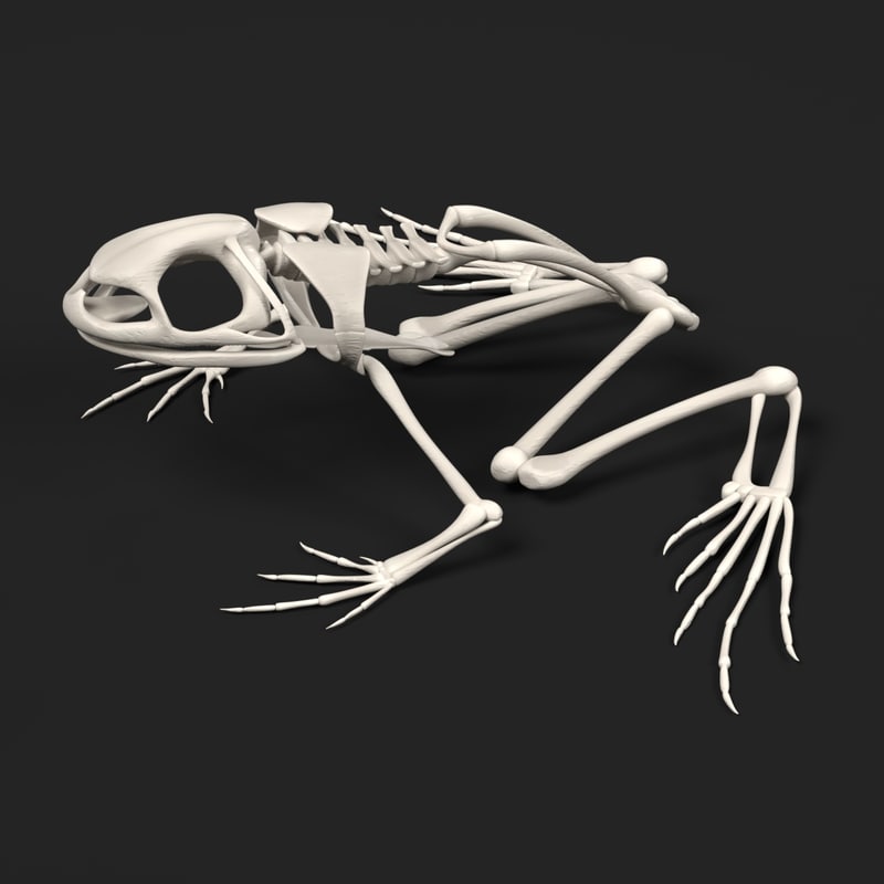 toad skeleton 3d model