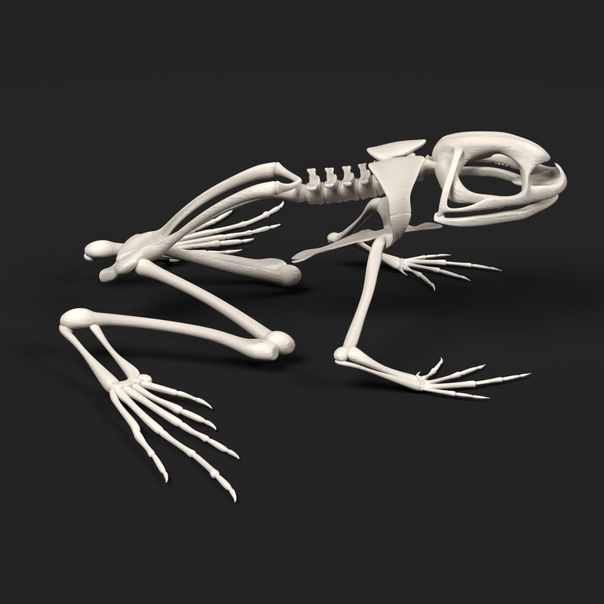 toad skeleton 3d model