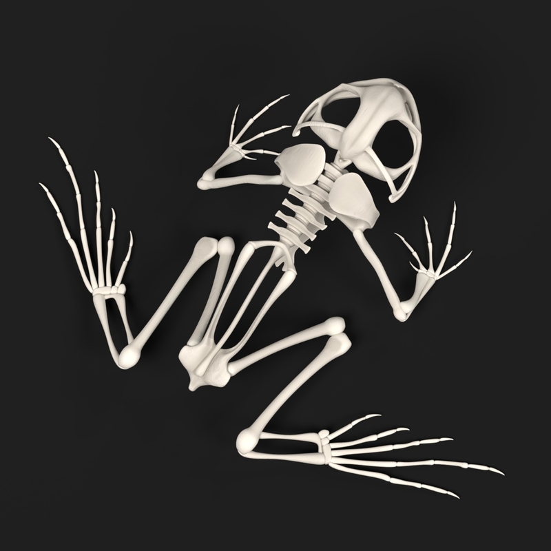 toad skeleton 3d model