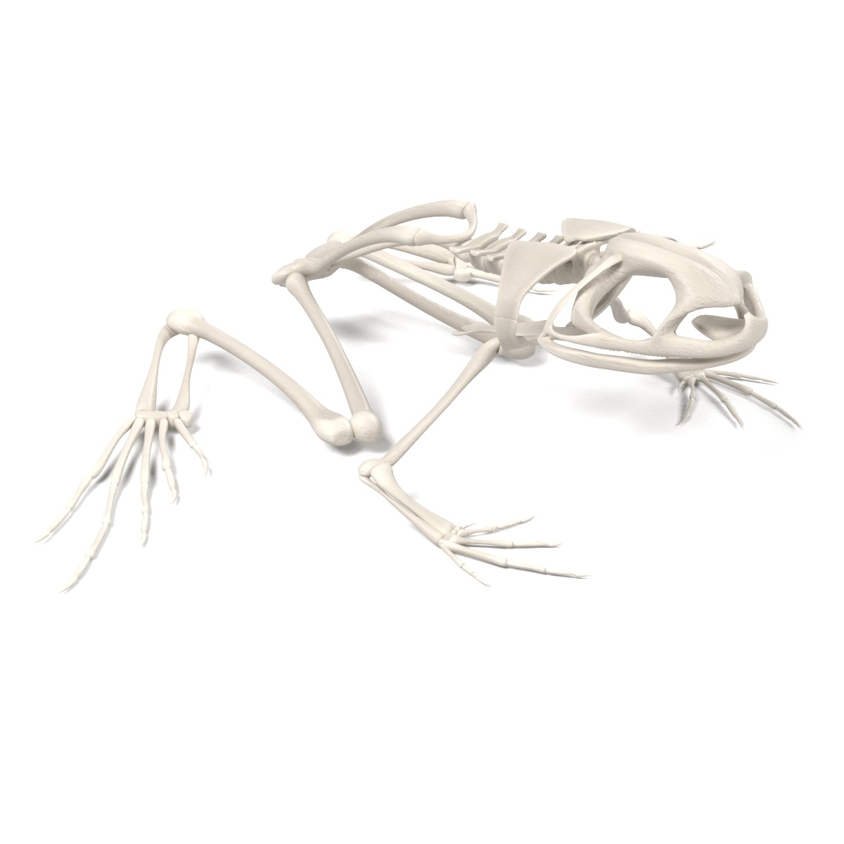 toad skeleton 3d model