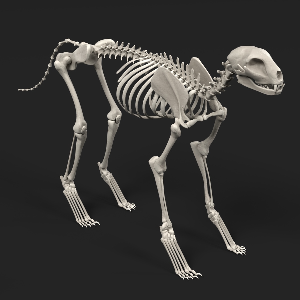 Скелет кошки модель