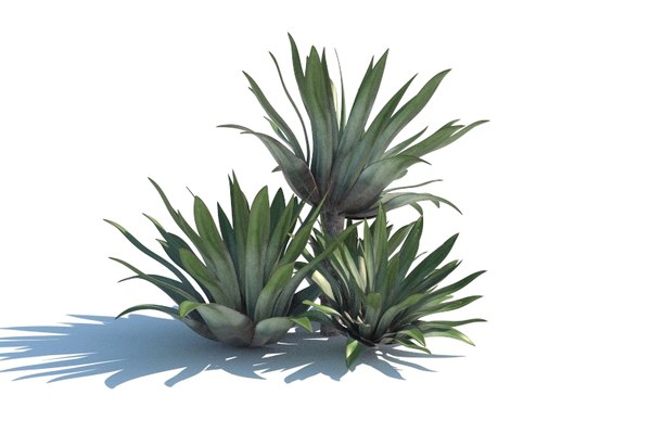8 Essential Methods To Are Any Cactus Poisonous