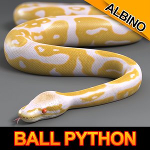 3d max albino ball python