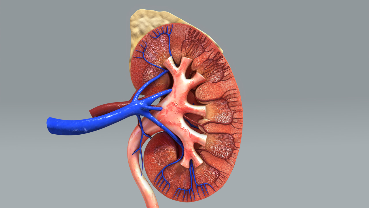 Image result for KIDNEY