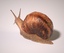 snail rig 3d max