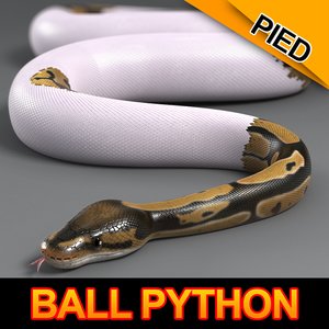 pied ball python 3d model