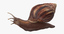 3d snail 03 model