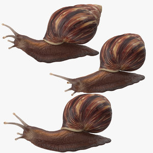 obj snail poses