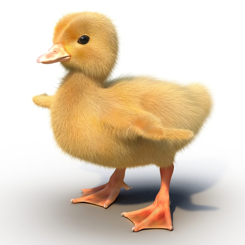 Download 3d model duckling fur