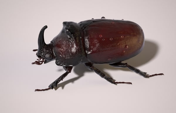 rhinoceros beetle rig max