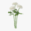 white chrysanthemum 3d c4d