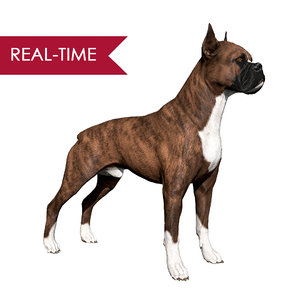 boxer dog real-time real time 3ds