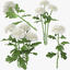 white chrysanthemum 3d c4d