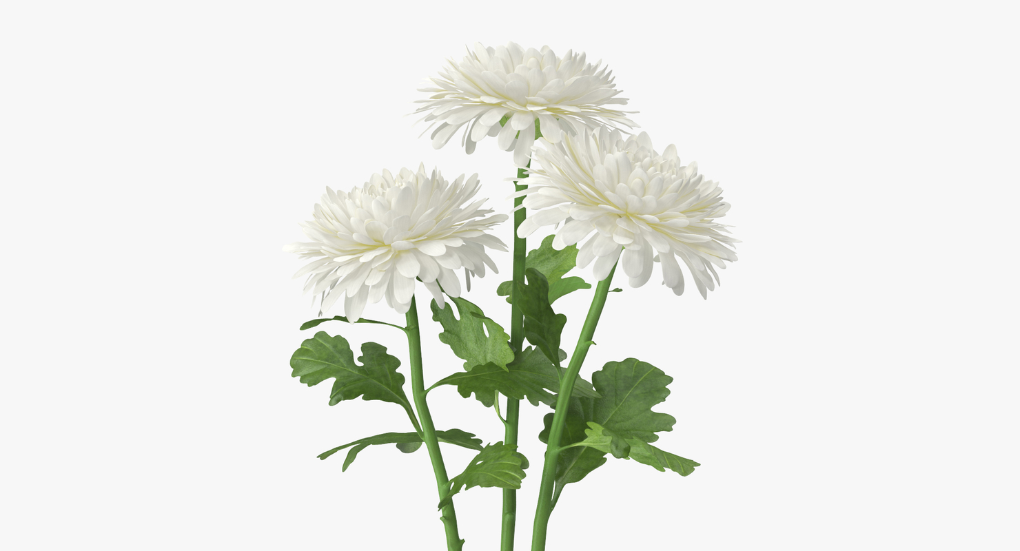 white chrysanthemum 3d c4d