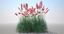 3d model cortaderia pampas grass plant