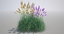 3d model cortaderia pampas grass plant