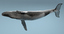 humpback whale rigged max