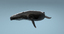 humpback whale rigged max