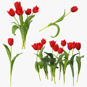 3d model red tulips