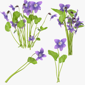 violets 3d max