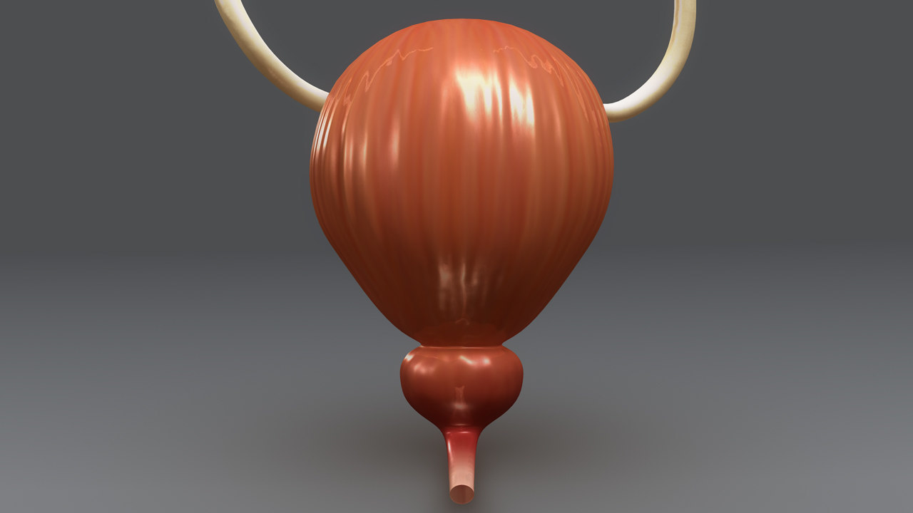 3d Model Urinary Bladder Urine