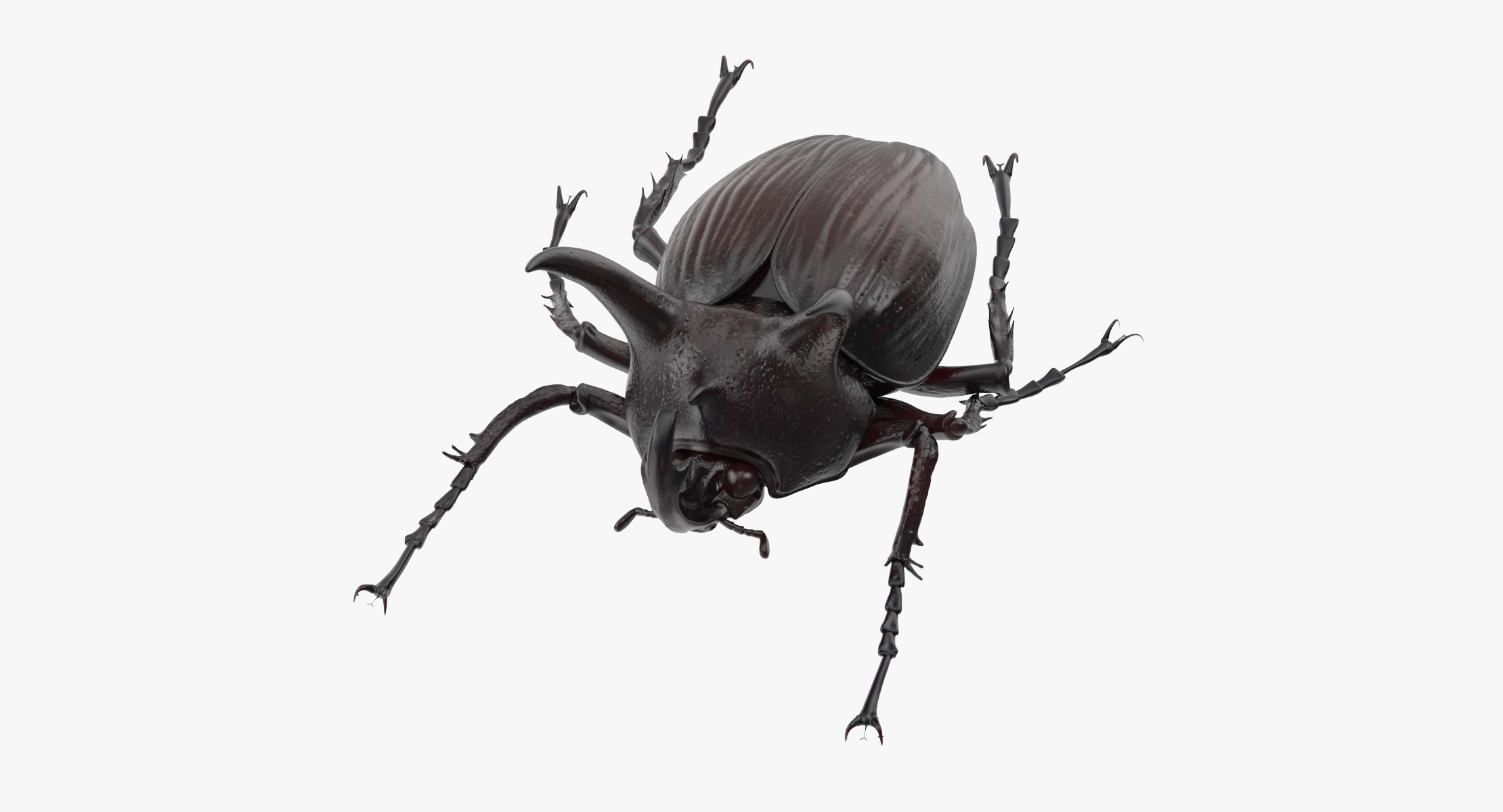 rhinoceros beetle pose 013d模型