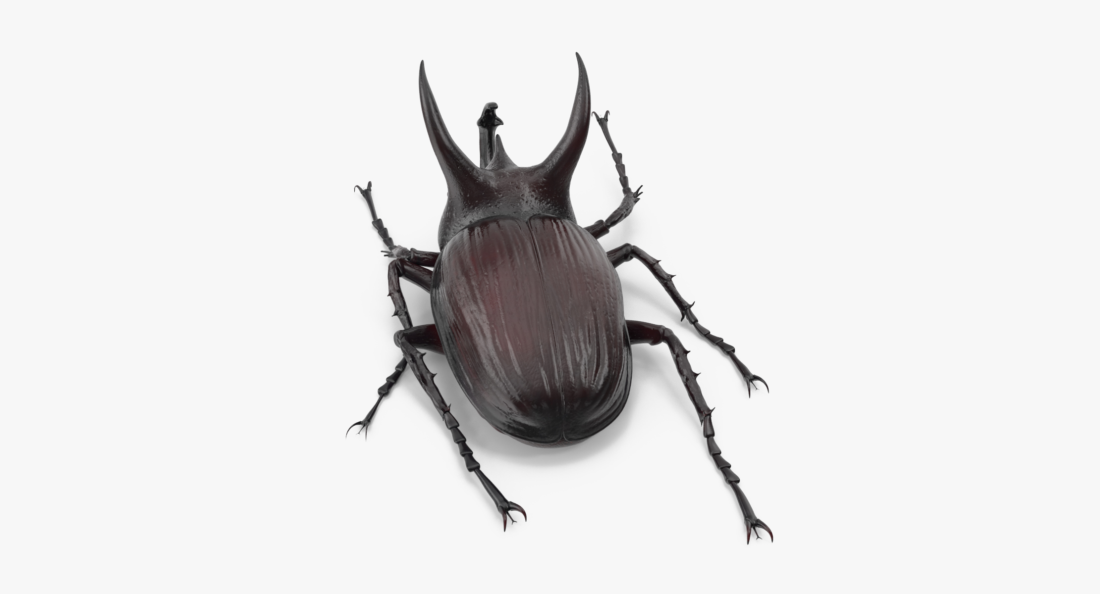 rhinoceros beetle pose 013d模型