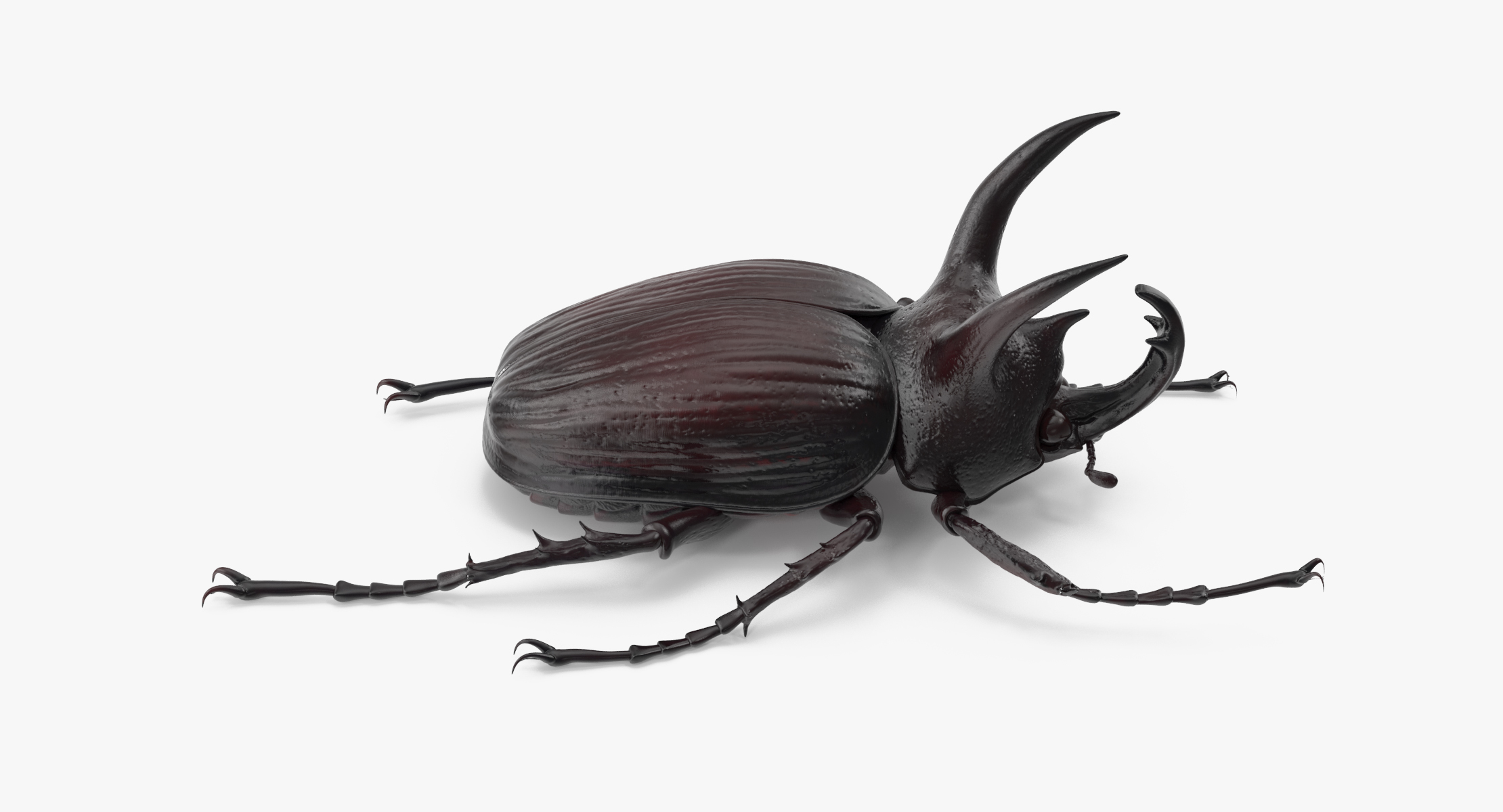 rhinoceros beetle pose 013d模型